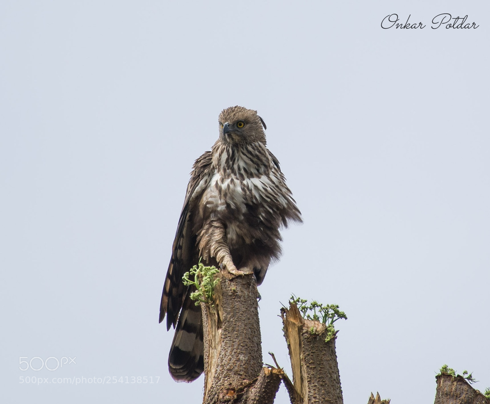 Nikon D7000 sample photo. Changeable hawk eagle photography