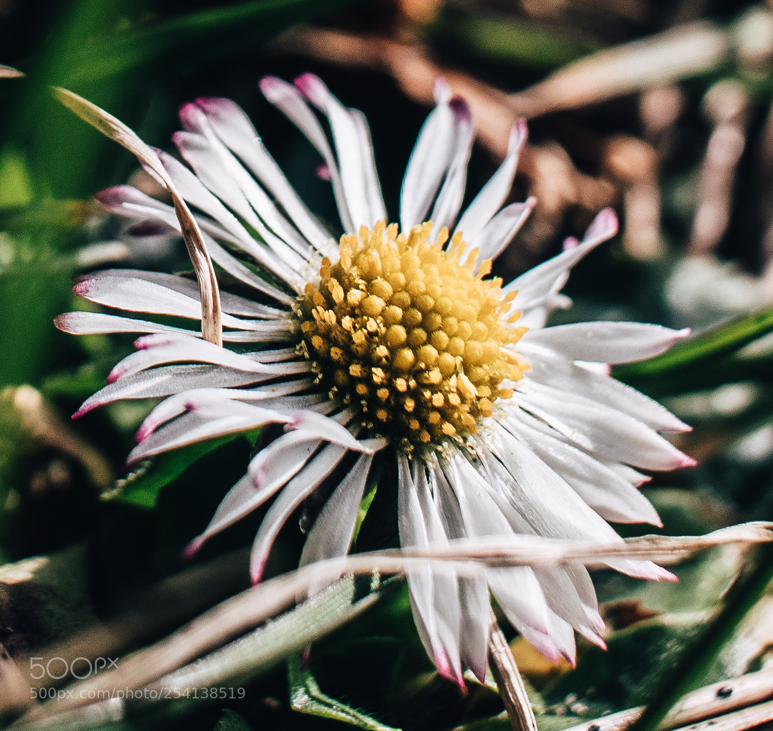Canon EOS 77D (EOS 9000D / EOS 770D) sample photo. Beautiful photography