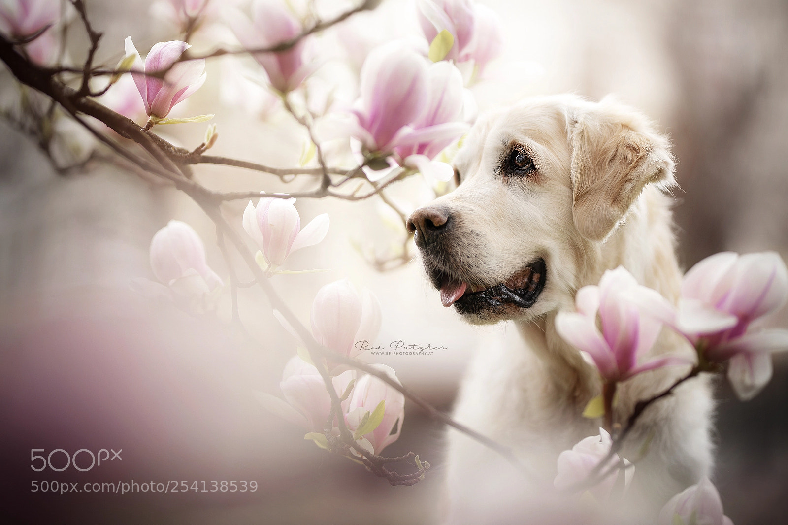 Nikon D850 sample photo. Magnolia dreams photography
