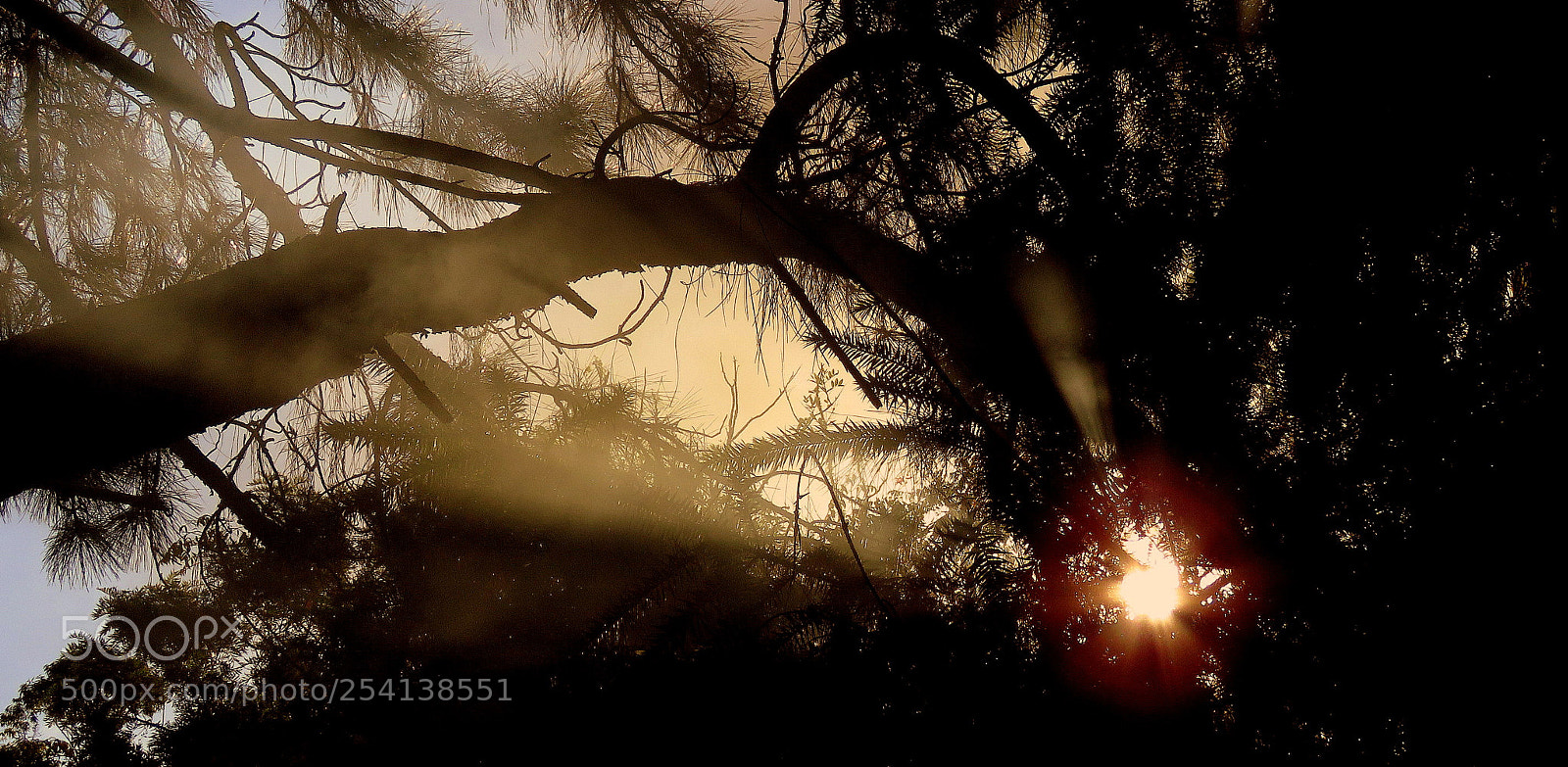 Canon PowerShot SX60 HS sample photo. Fog ..... photography