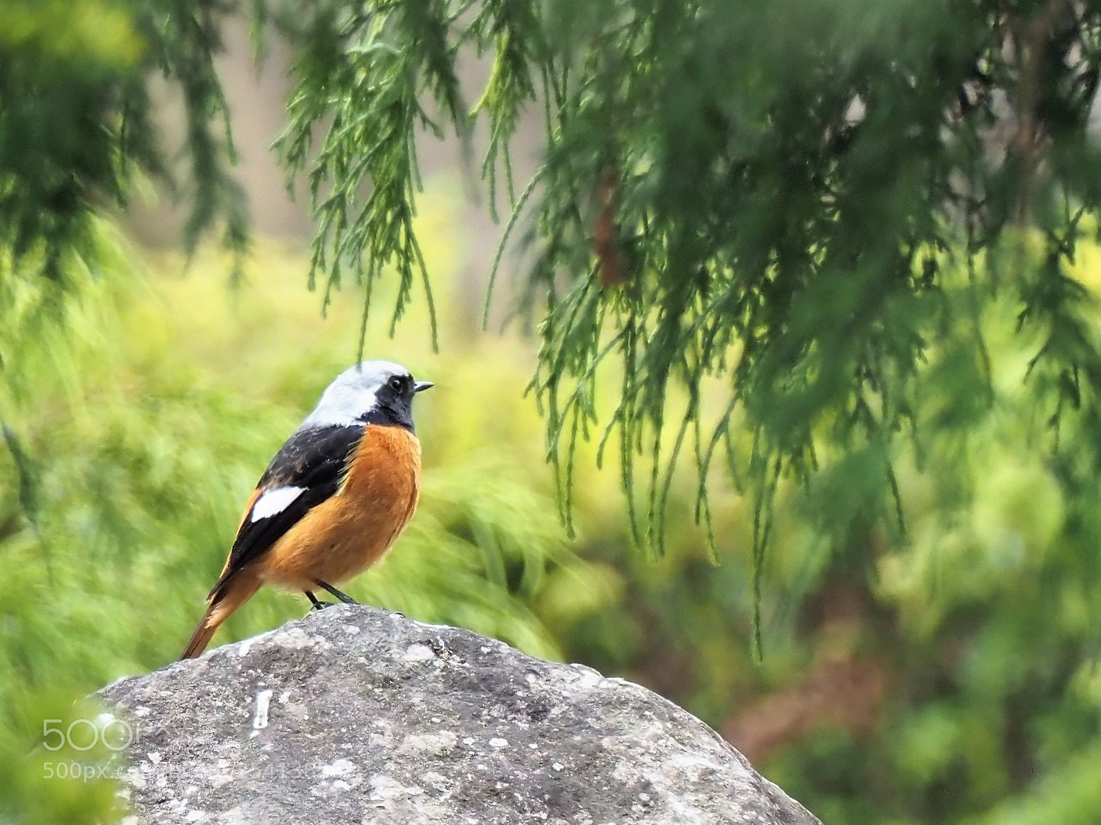 Olympus OM-D E-M1 Mark II sample photo. Phoenicurus auroreus photography