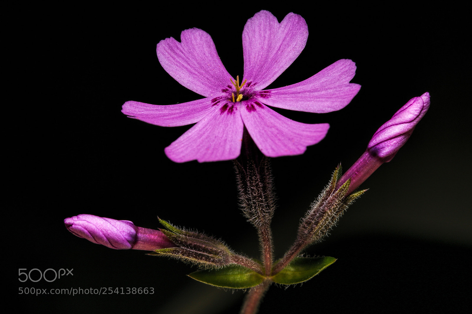 Canon EOS 70D sample photo. Flower hug photography