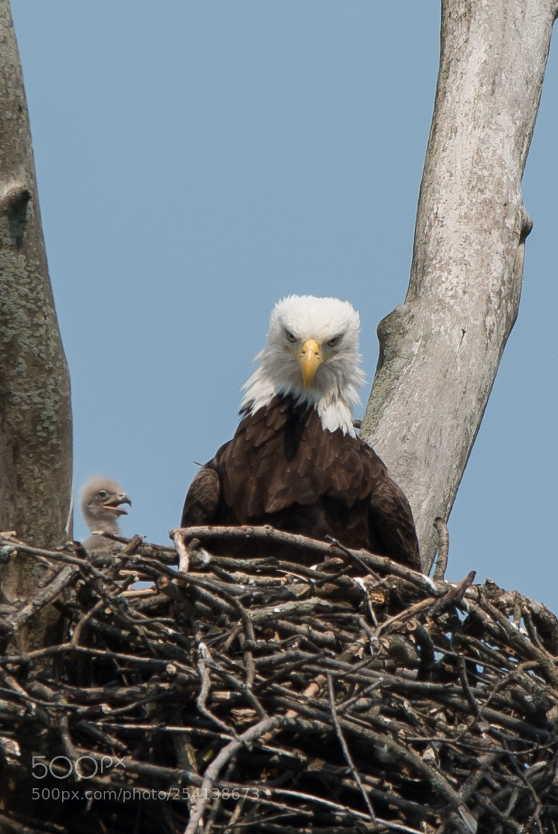 Nikon D810 sample photo. Eagles photography
