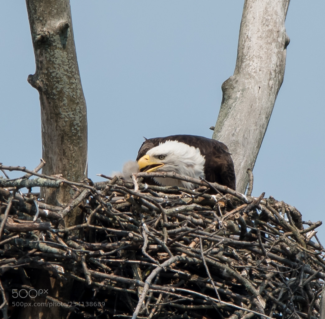 Nikon D810 sample photo. Eagles photography