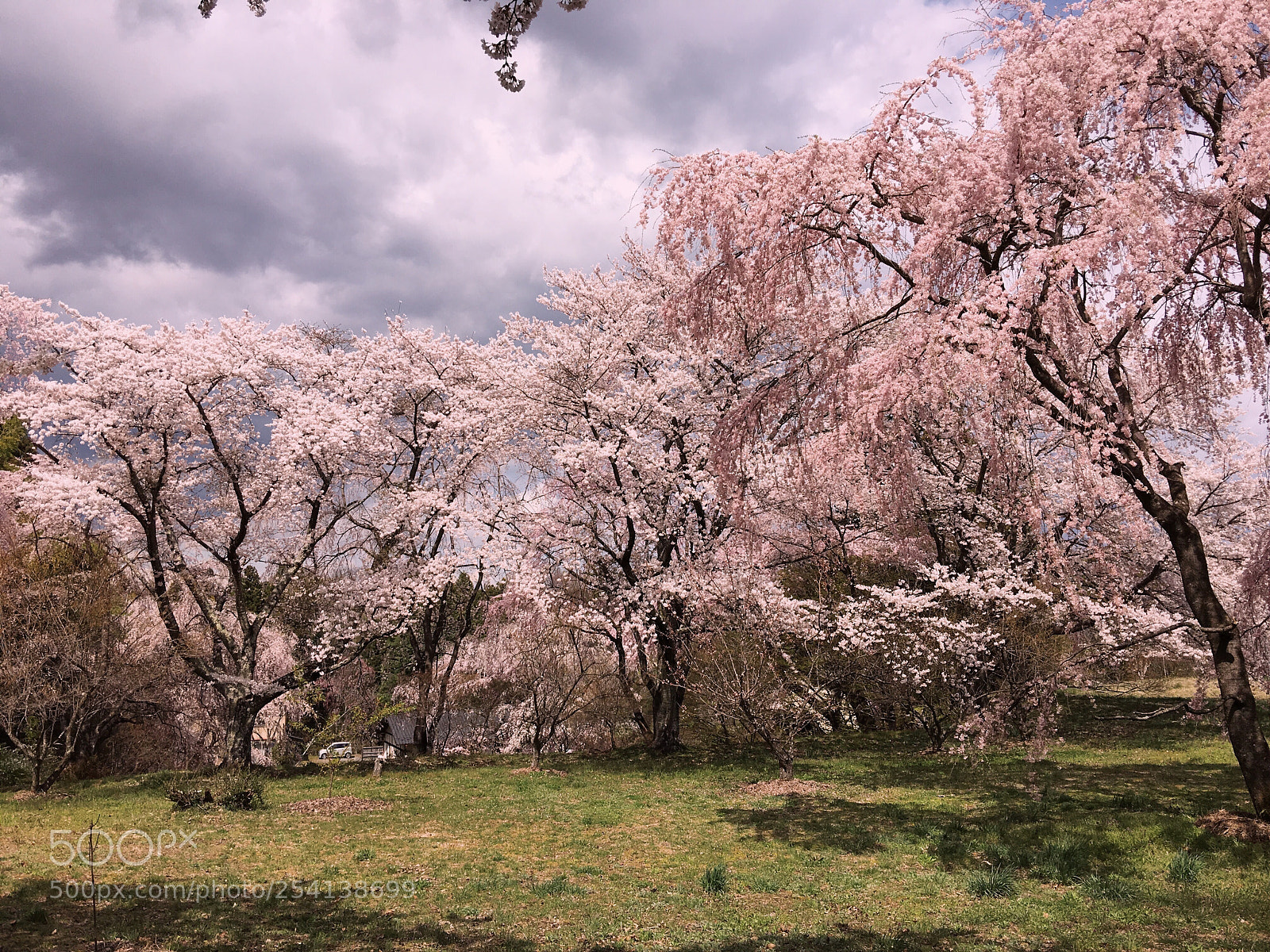 Apple iPhone 6s Plus sample photo. Ｓａｋｕｒａ photography