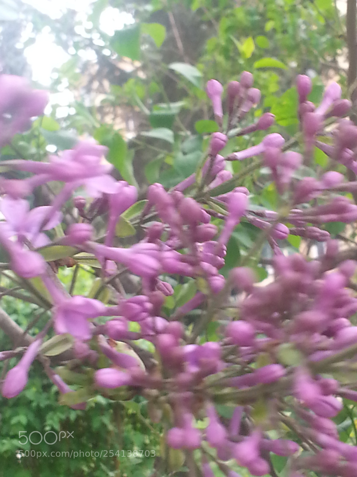 Samsung Galaxy Note2 sample photo. Judas-tree in wind photography