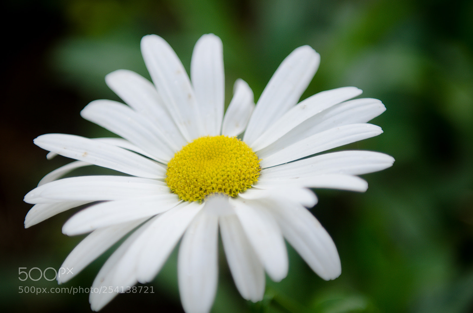 Nikon D7000 sample photo. Daisy white petal flower photography