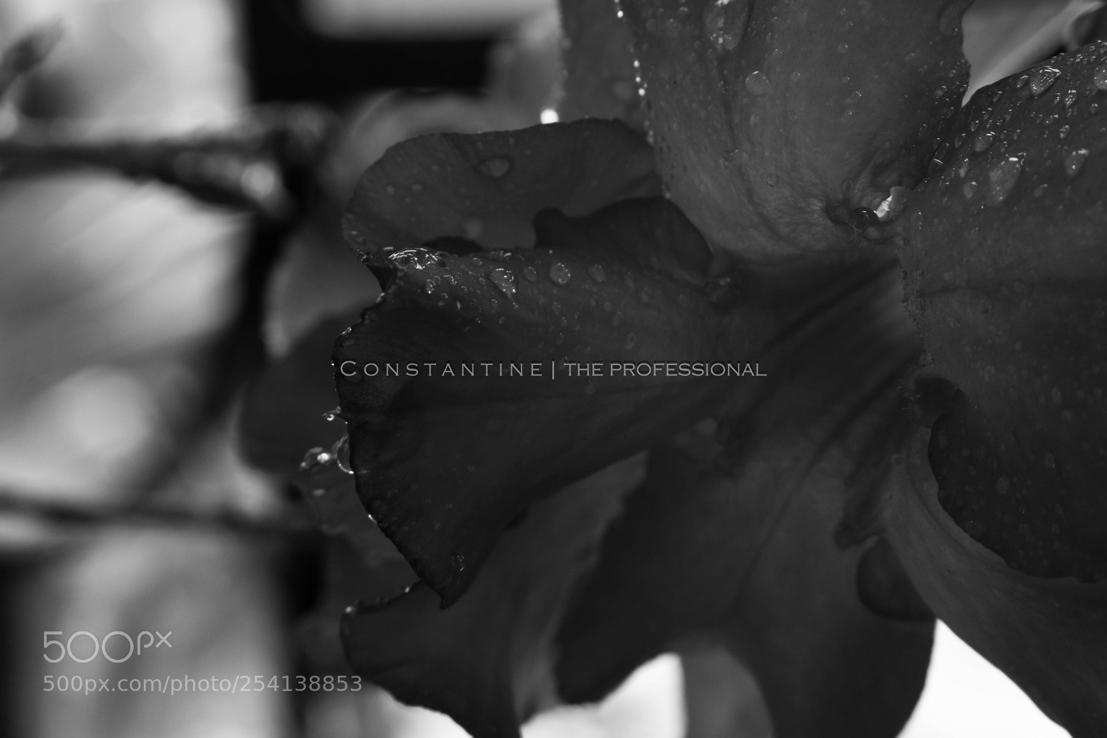 Canon EOS 70D sample photo. The first rain of photography