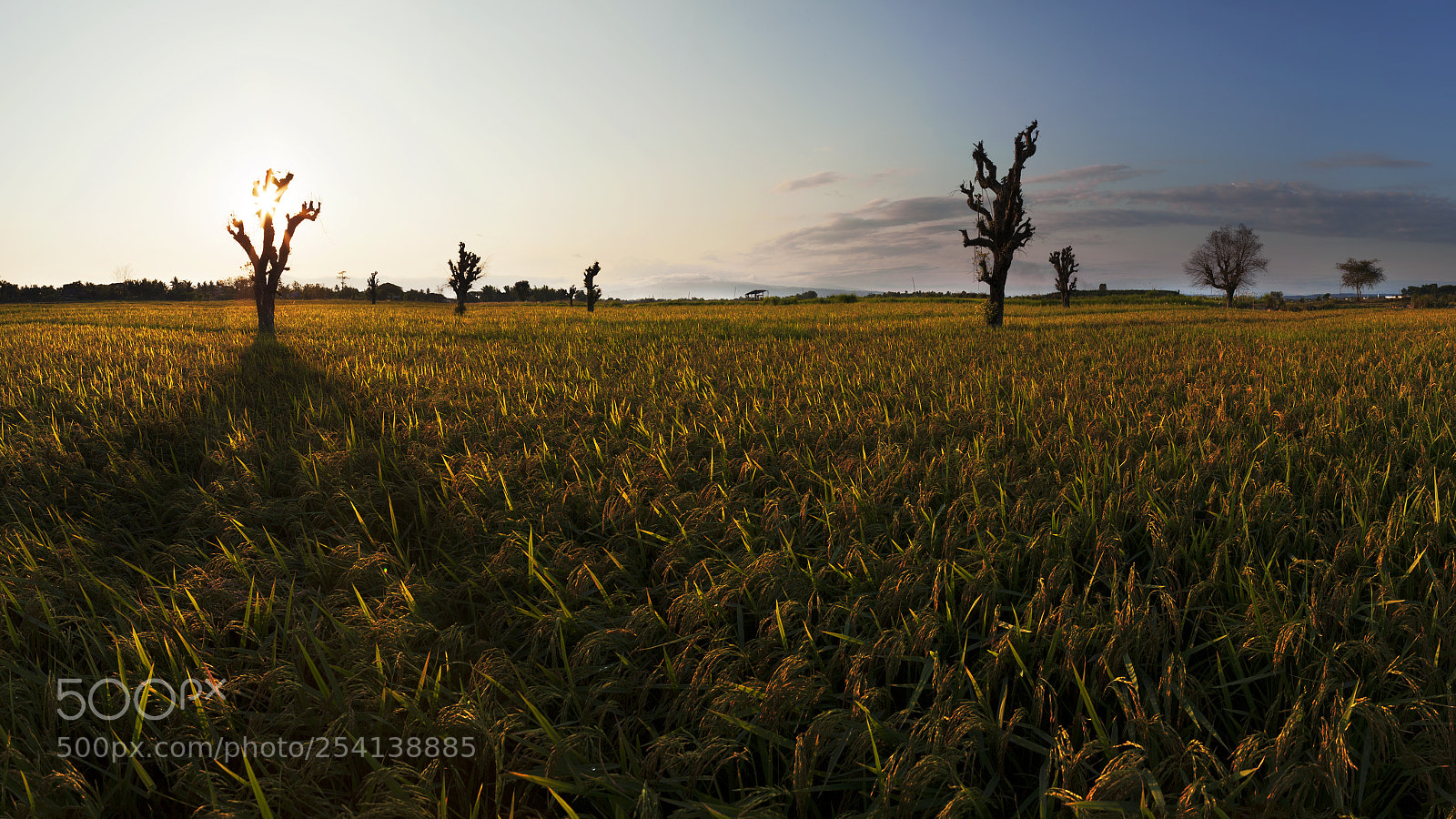 Canon EOS 5D Mark II sample photo. Golden rice fields photography