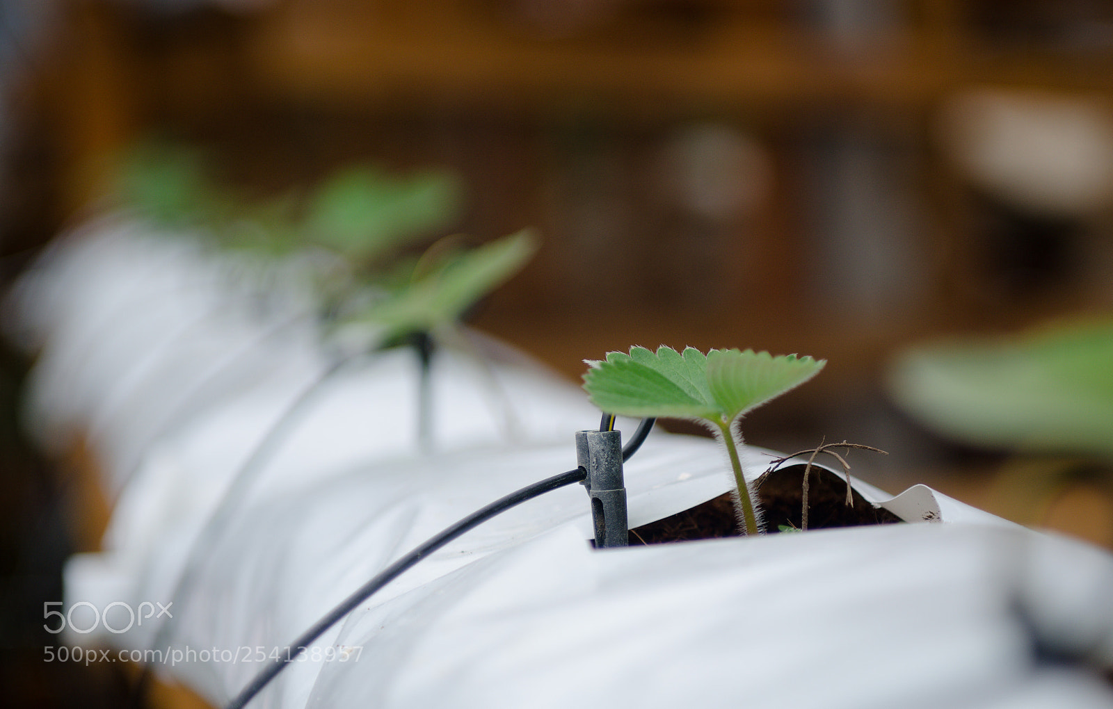 Nikon D7000 sample photo. Early life of strawberry photography