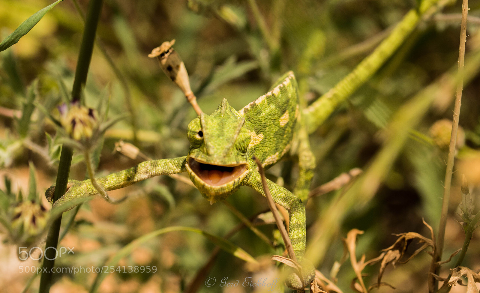 Nikon D7100 sample photo. Echse photography