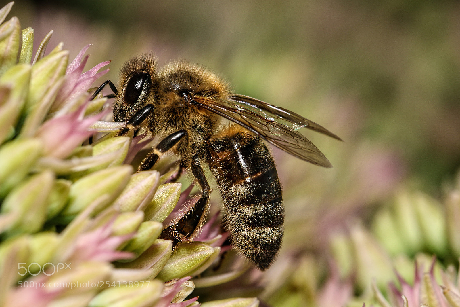 Canon EOS 70D sample photo. Flower bee photography