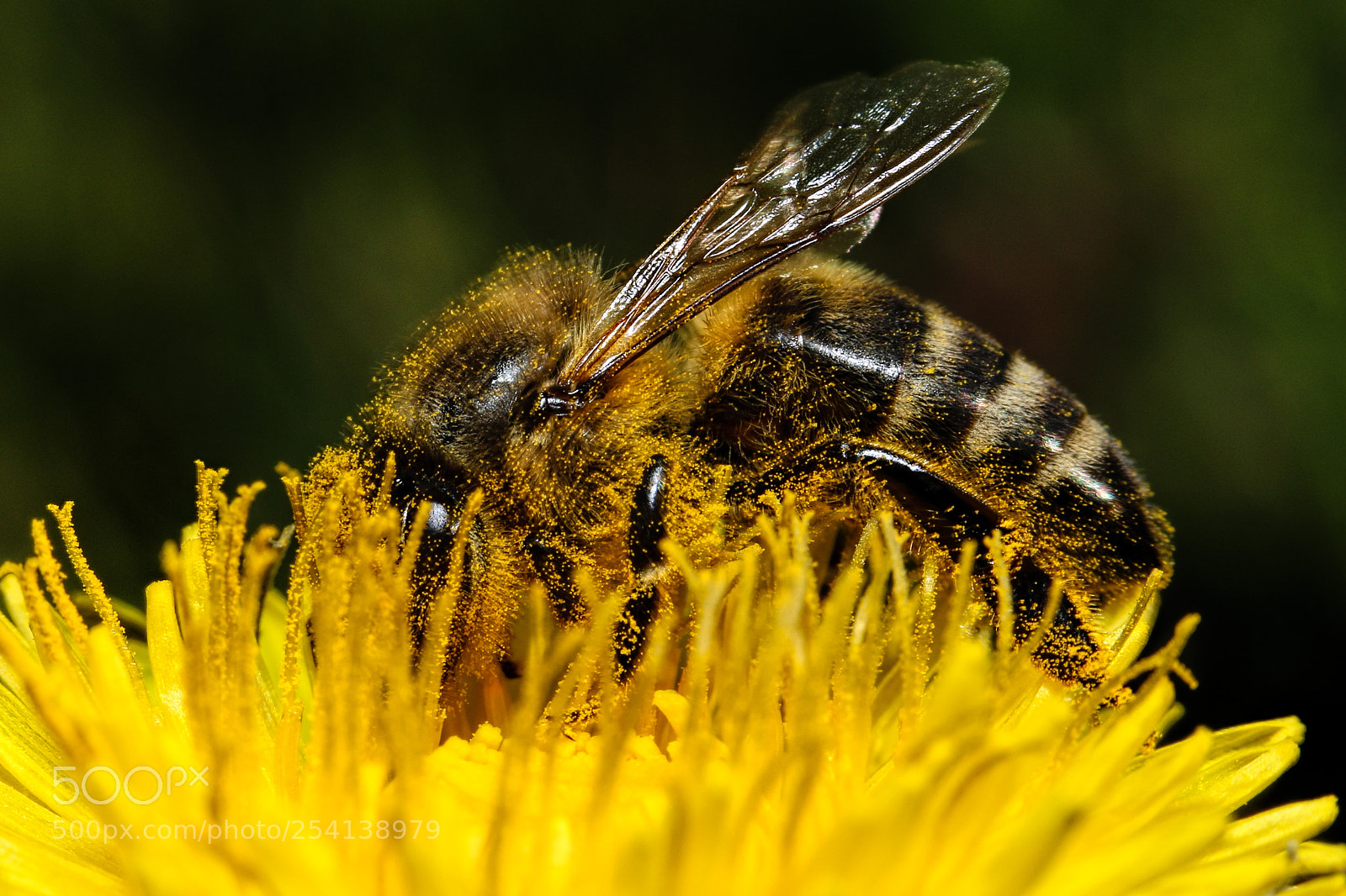 Canon EOS 70D sample photo. Busy bee photography