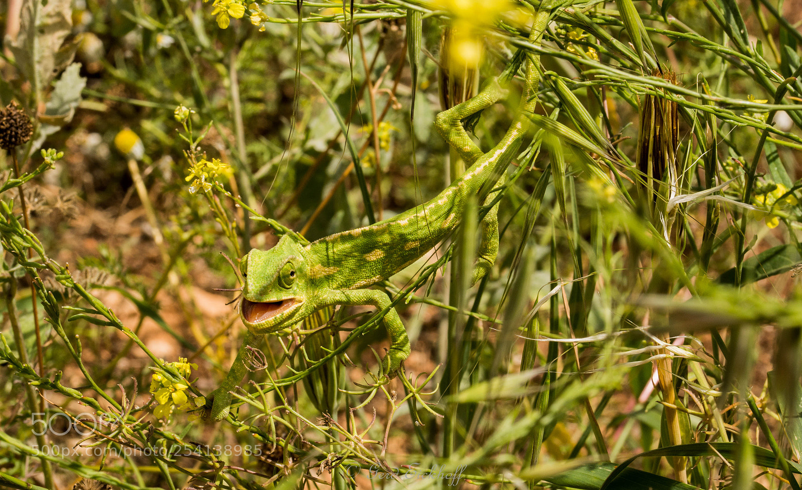 Nikon D7100 sample photo. Echse1 photography