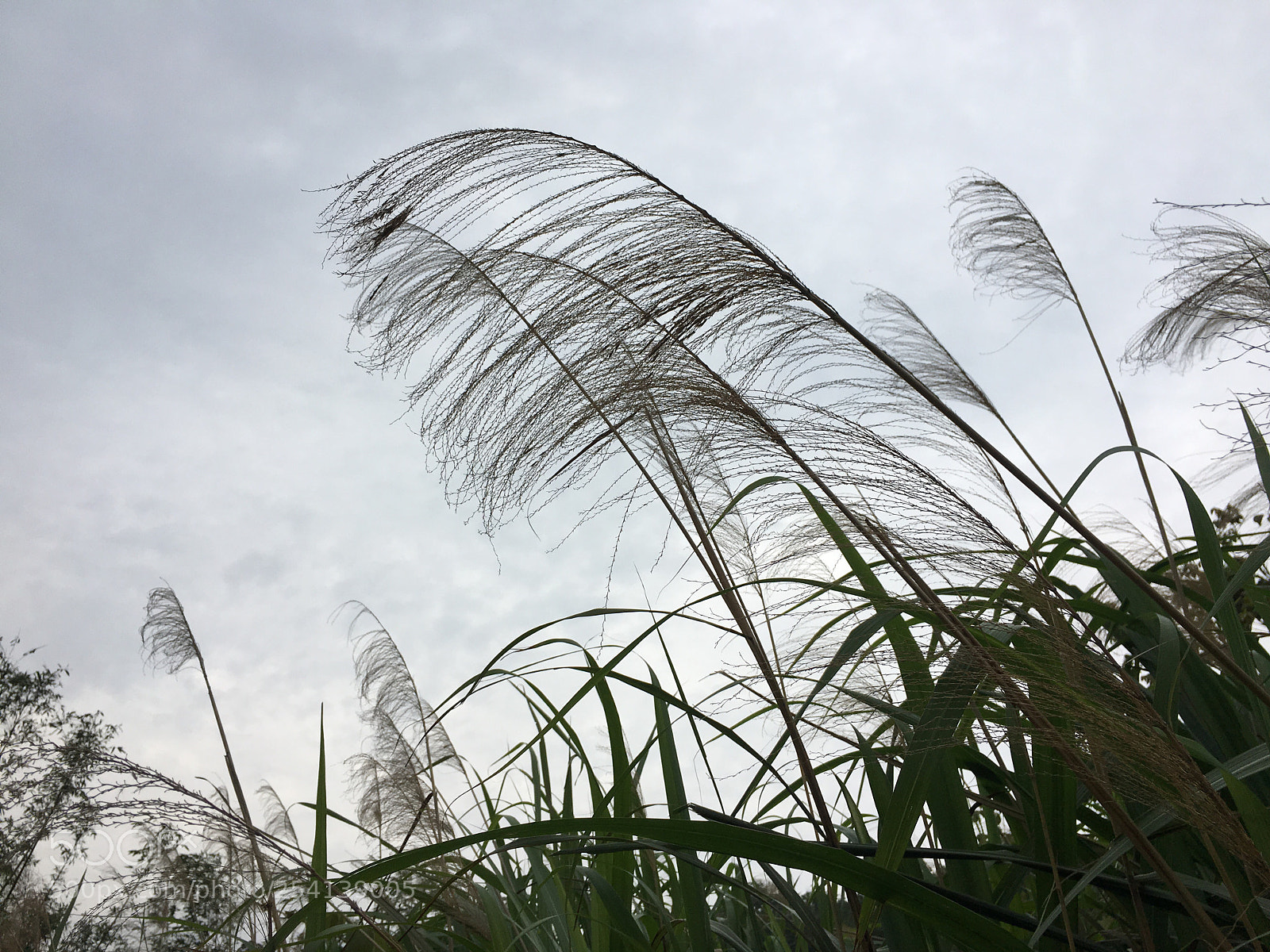 Apple iPhone 6s Plus sample photo. Untitled photography