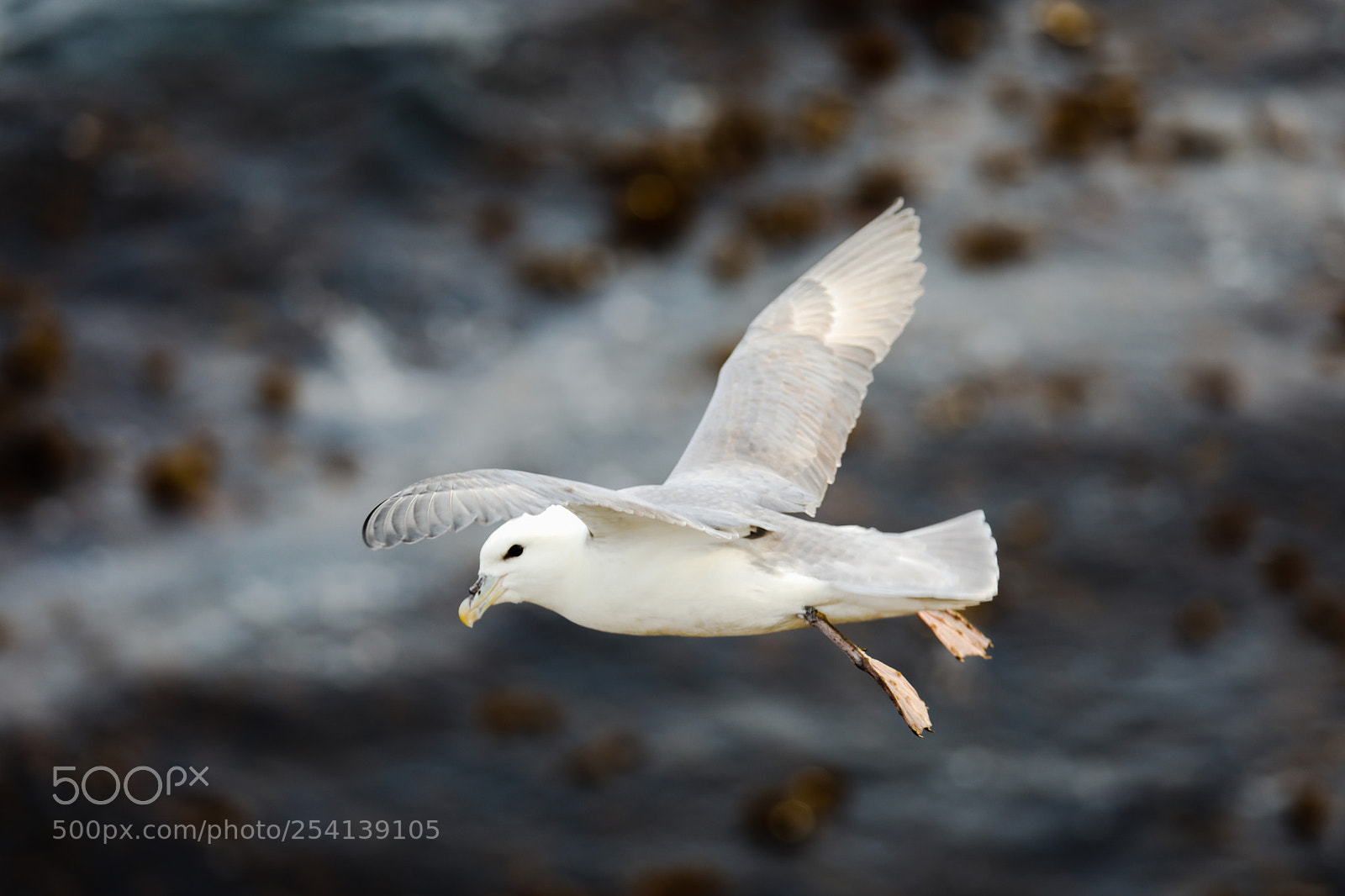 Canon EOS 5D Mark IV sample photo. Northern fulmar photography
