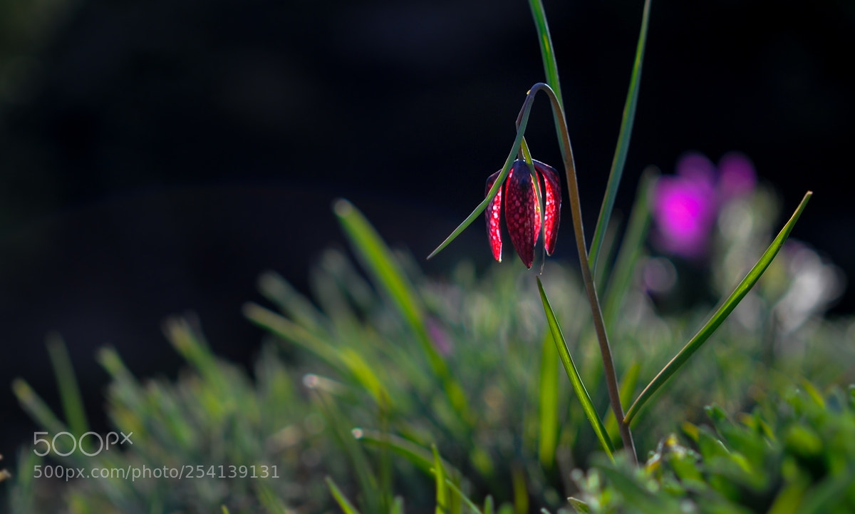 Nikon D300 sample photo. S.f. photography