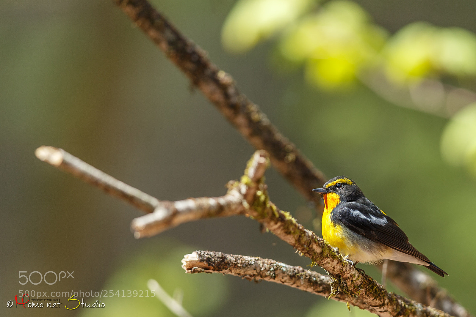 Canon EOS-1D X sample photo. Narcissus flycatcher photography