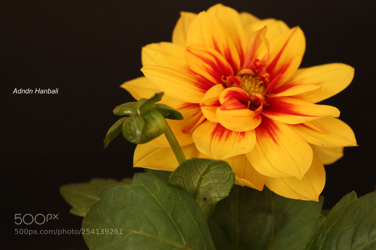 Canon EOS 700D (EOS Rebel T5i / EOS Kiss X7i) sample photo. Yellow rose photography