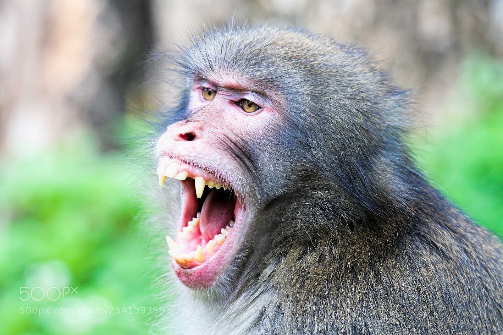 Canon EOS 70D sample photo. Monkey photography
