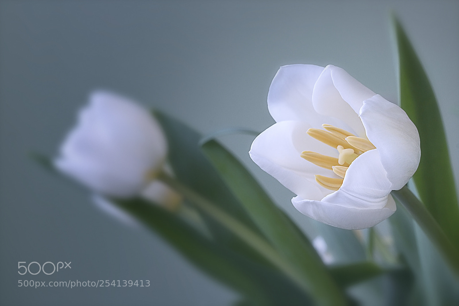 Canon EOS 1300D (EOS Rebel T6 / EOS Kiss X80) + Canon EF 50mm F1.8 STM sample photo. Tulip. photography