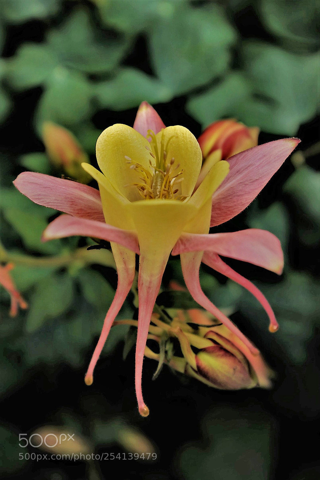Canon EOS-1D X sample photo. Rad photography