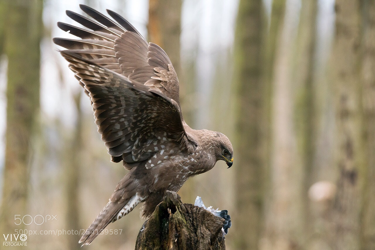 Sony a99 II sample photo. Touchdown photography