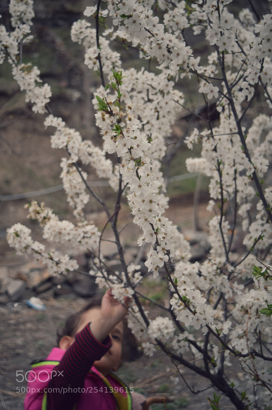 Nikon D3300 sample photo. Untitled photography