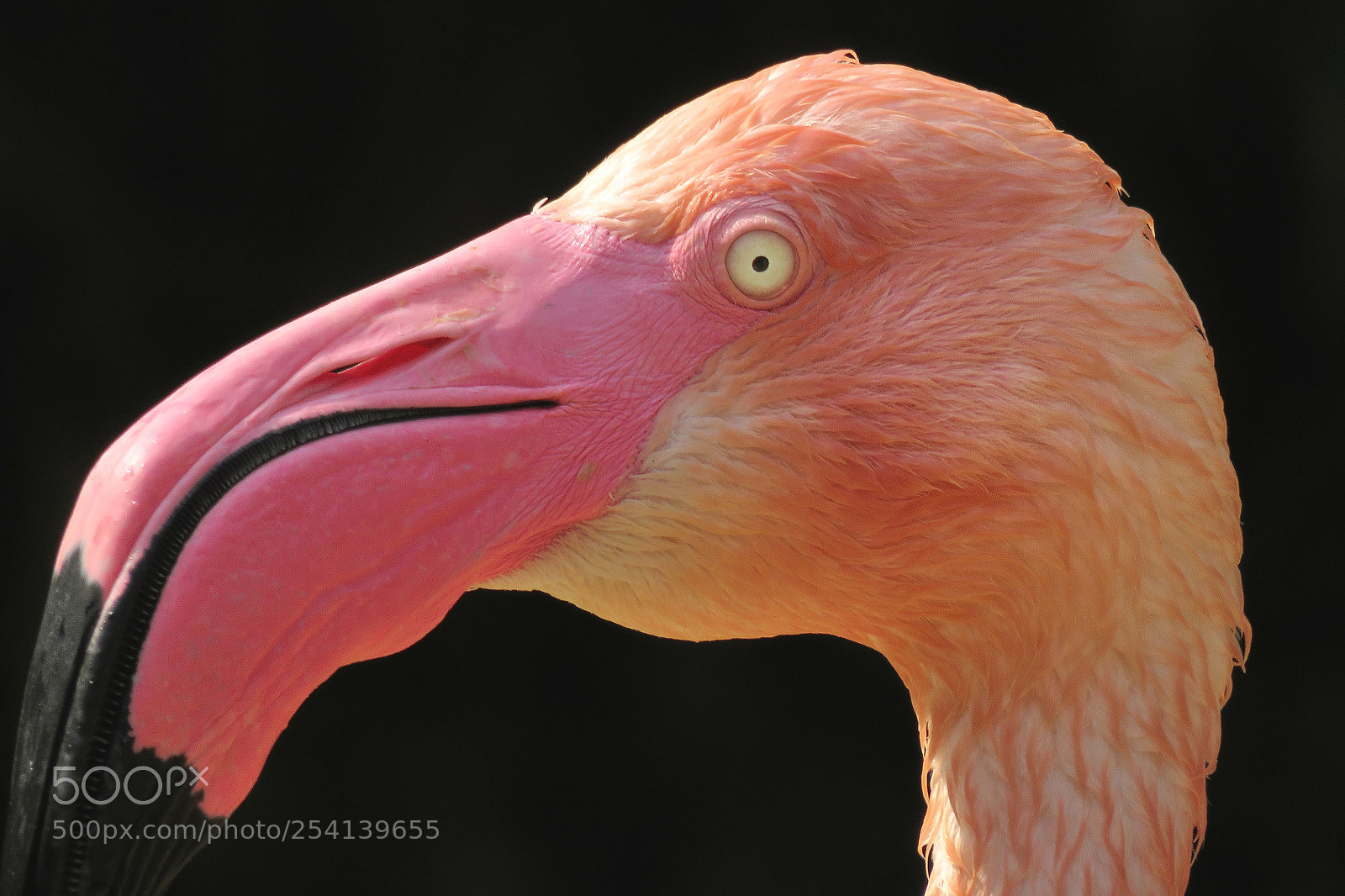 Canon PowerShot SX540 HS sample photo. Pink flamingo photography