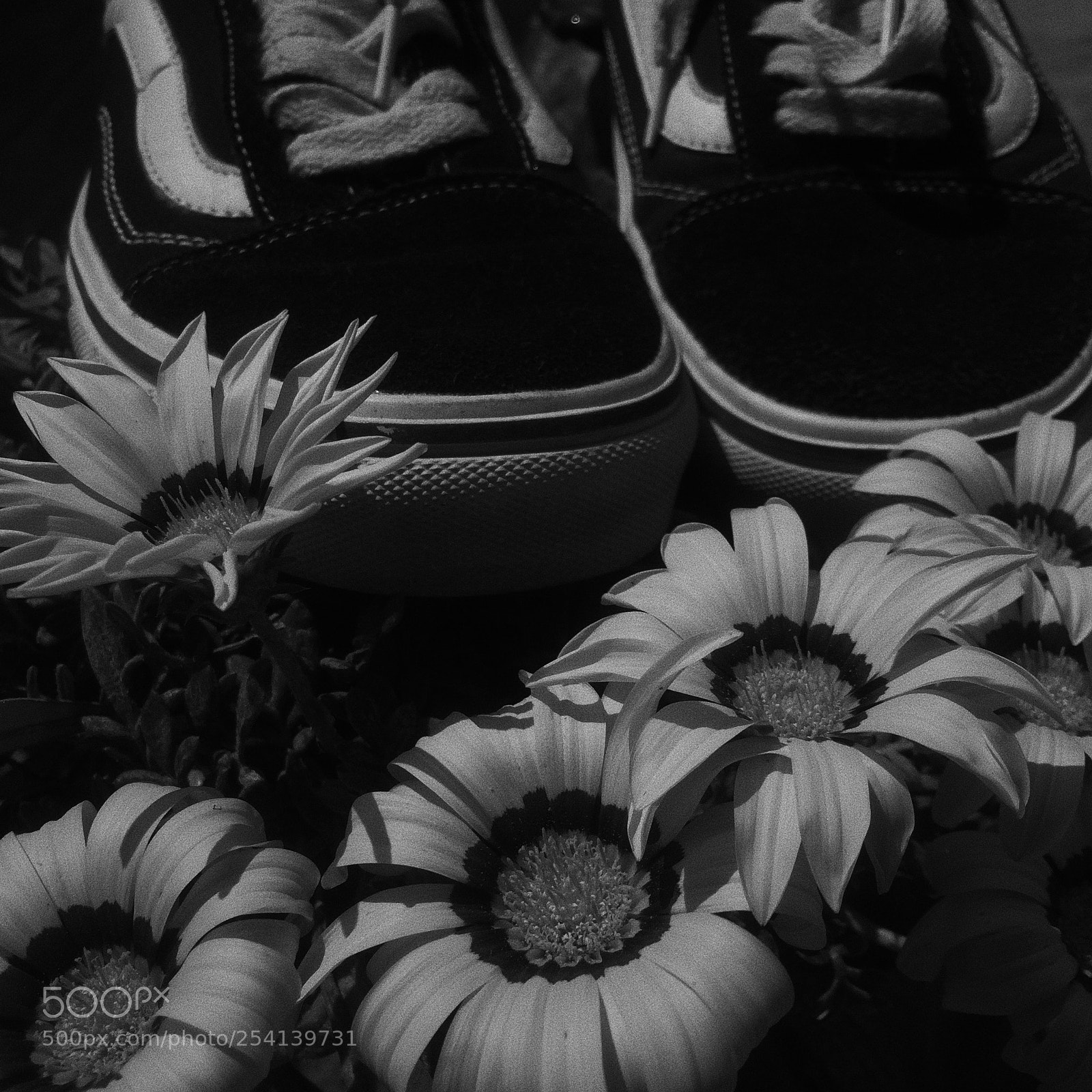 Apple iPhone 5s sample photo. Flowers for the walking photography