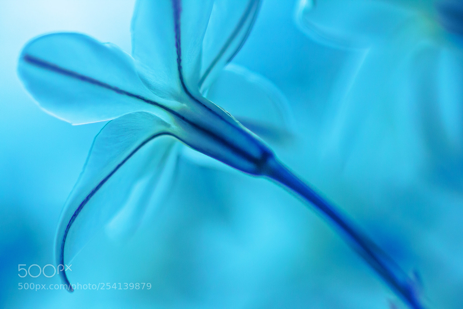 Canon EOS 60D sample photo. Blue photography