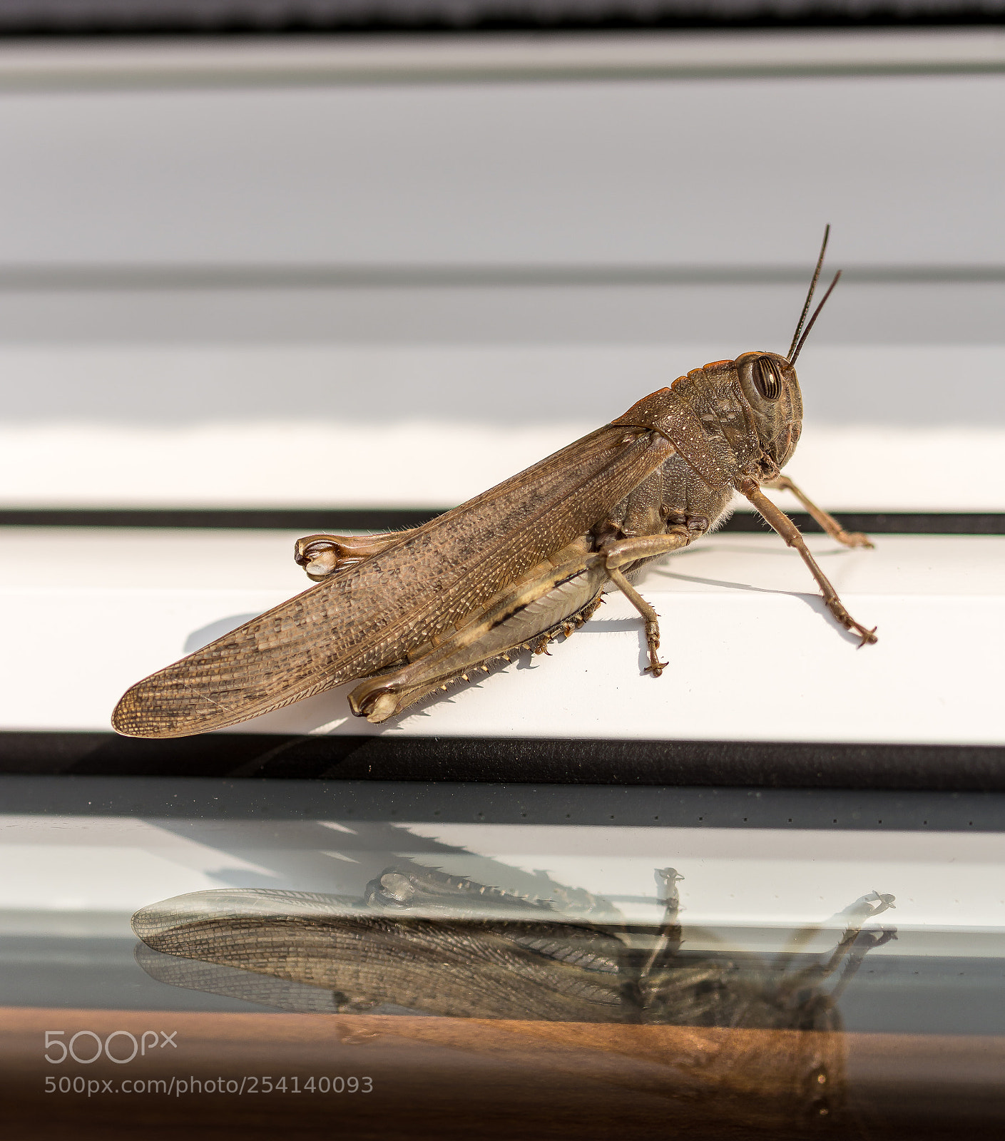 Nikon D7200 sample photo. Grasshopper reflection photography
