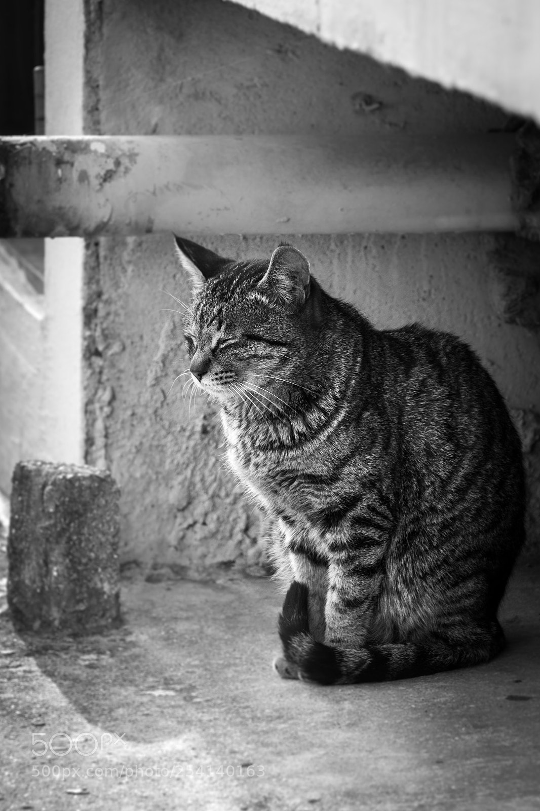 Canon EOS 100D (EOS Rebel SL1 / EOS Kiss X7) sample photo. Peaceful cat photography