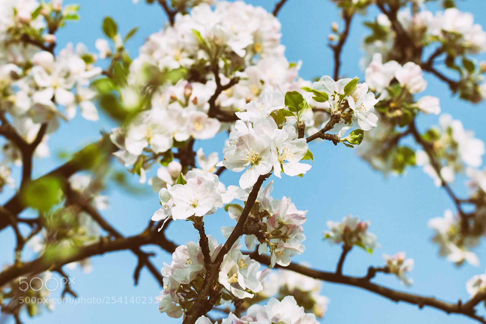 Canon EOS 5D Mark II sample photo. Spring again photography