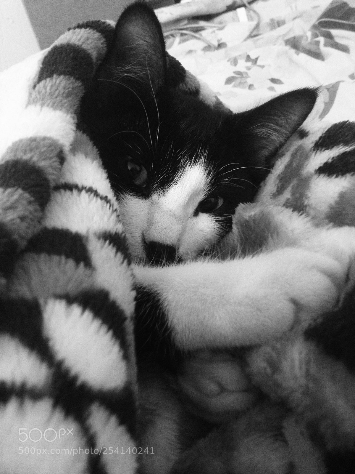 Apple iPhone 4S sample photo. Untitled photography