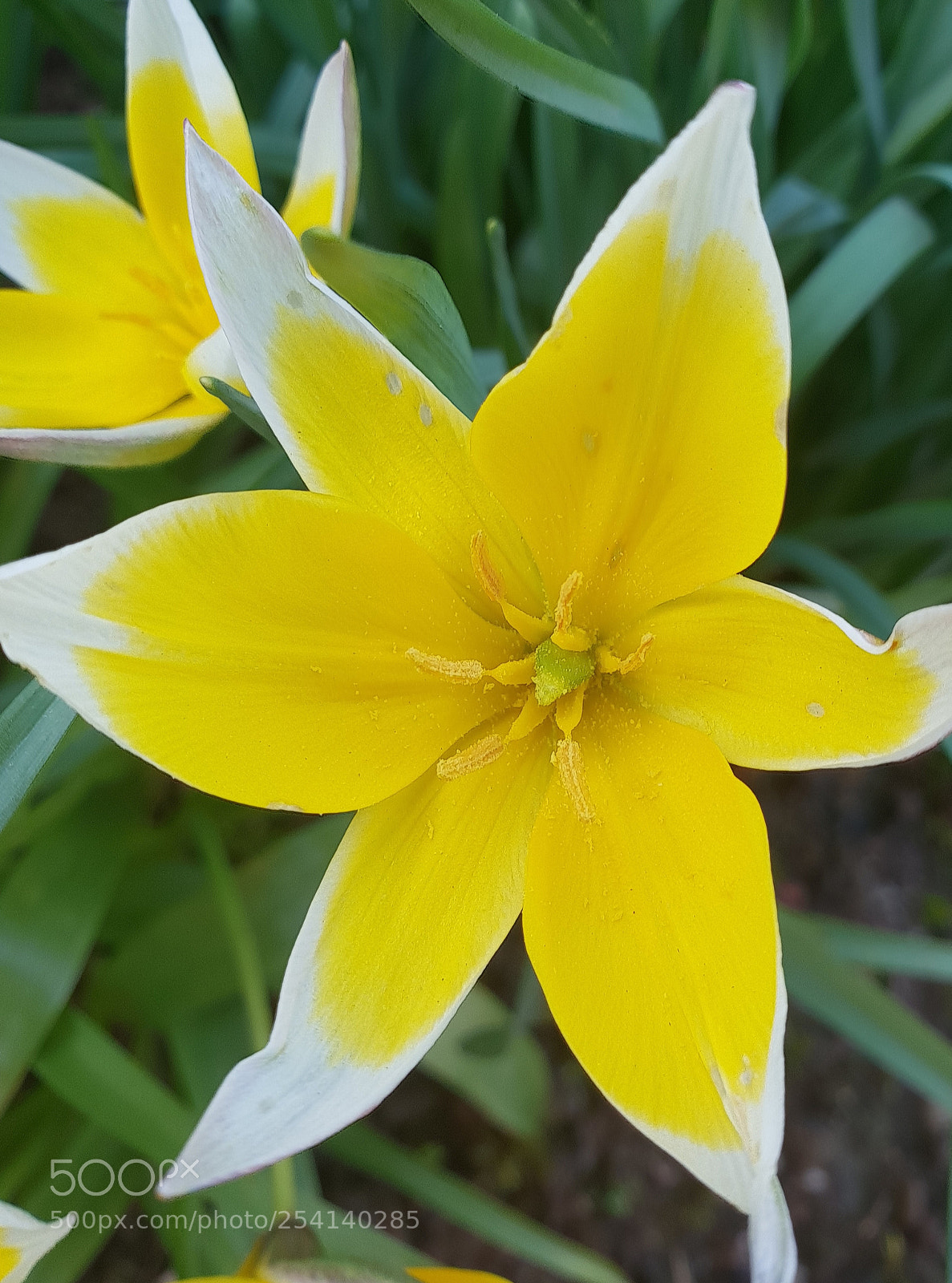 Samsung Galaxy S9+ sample photo. Untitled photography