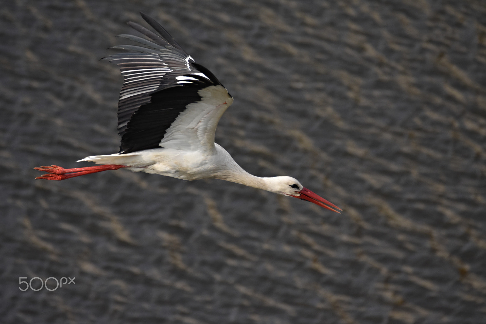 Sigma 150-600mm F5-6.3 DG OS HSM | C sample photo. White stork 2 photography