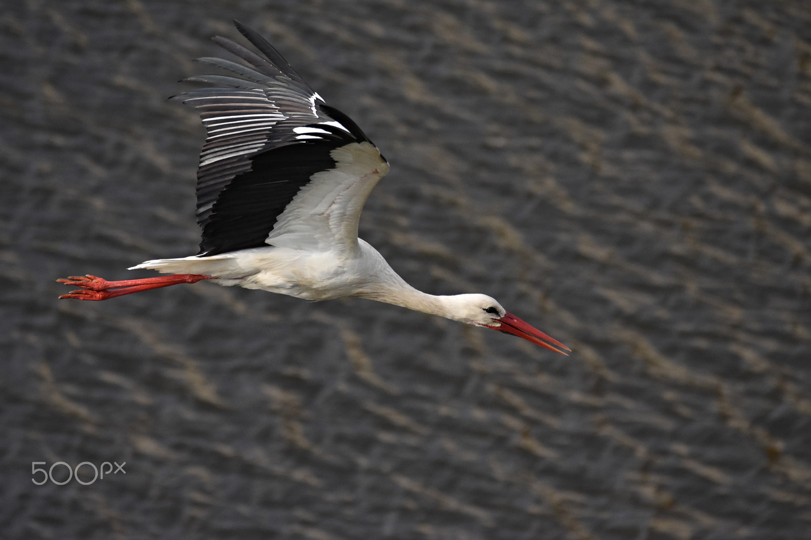 Nikon D7200 sample photo. White stork 2 photography