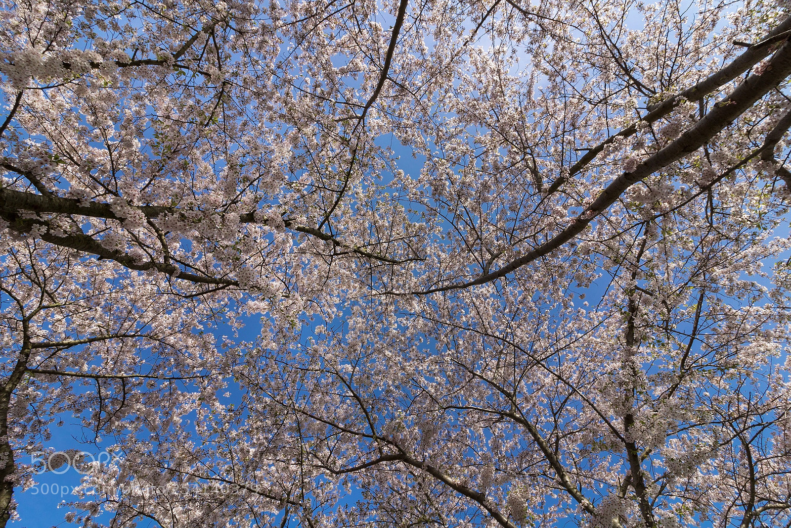 Canon EOS 750D (EOS Rebel T6i / EOS Kiss X8i) sample photo. Blue and blossom photography
