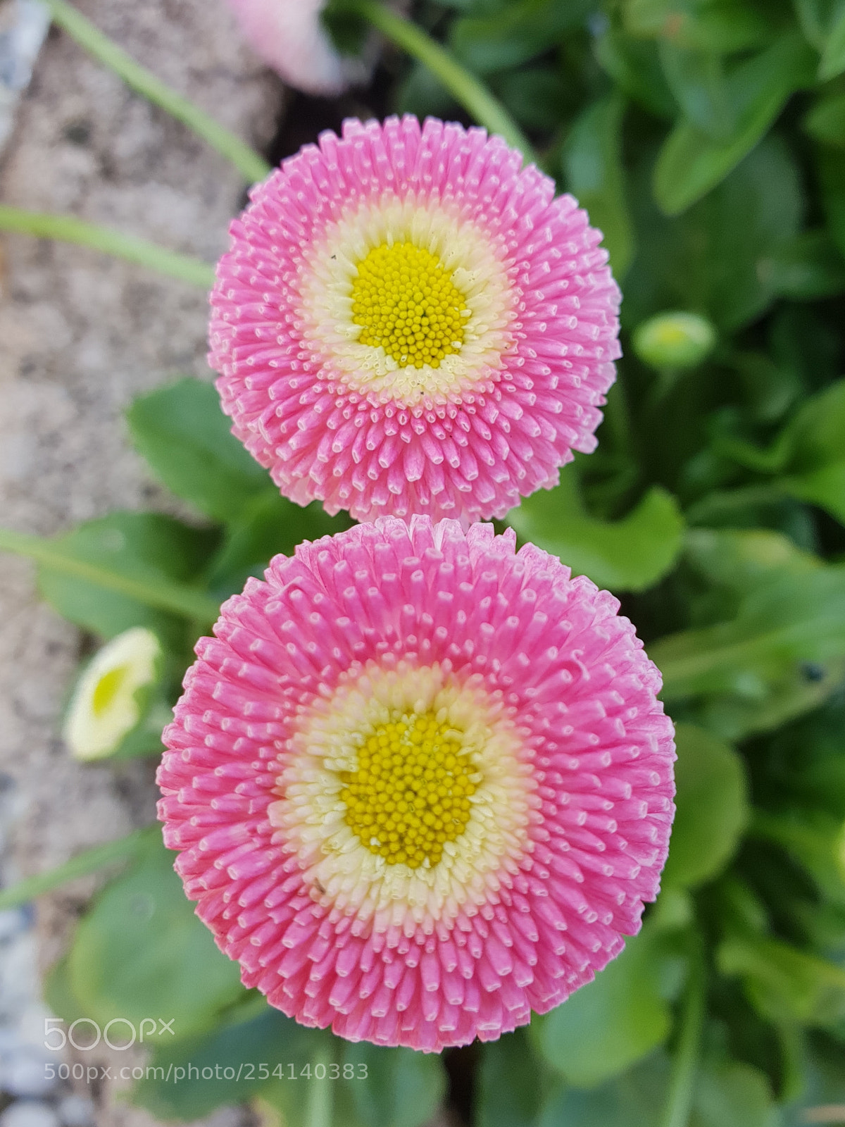 Samsung Galaxy S9+ sample photo. Untitled photography