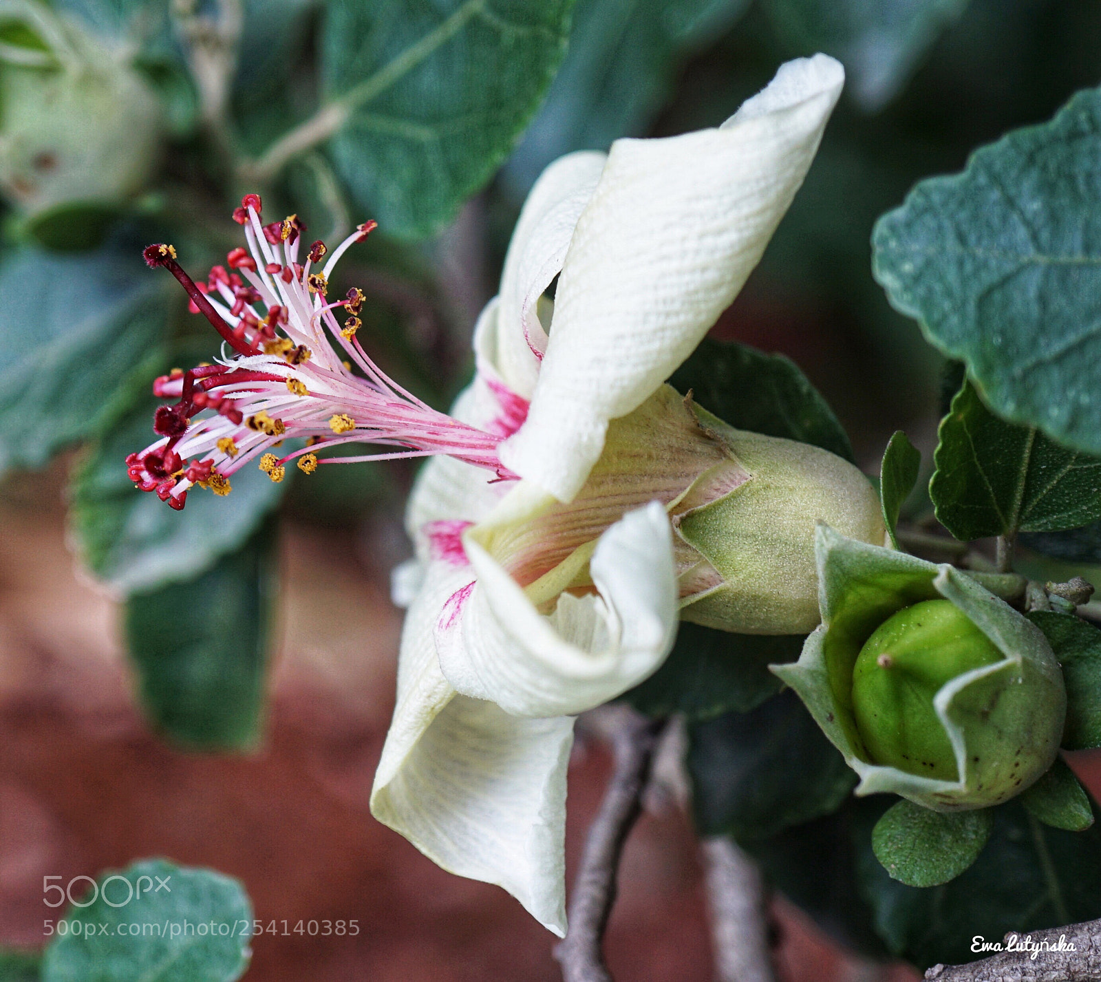 Sony a6000 sample photo. Hibiscus insularis photography