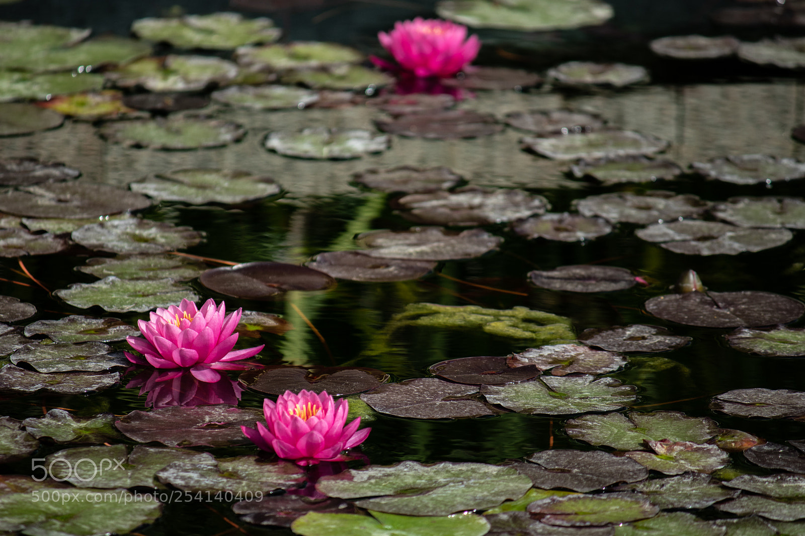 Canon EOS 80D sample photo. Water lilies photography