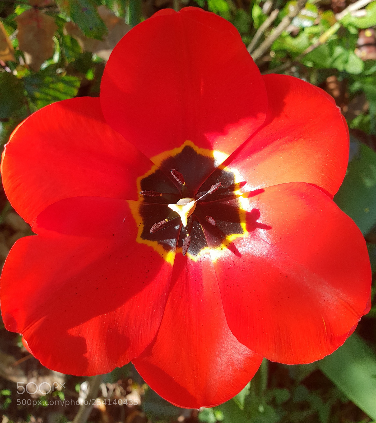 Samsung Galaxy S9+ sample photo. Untitled photography