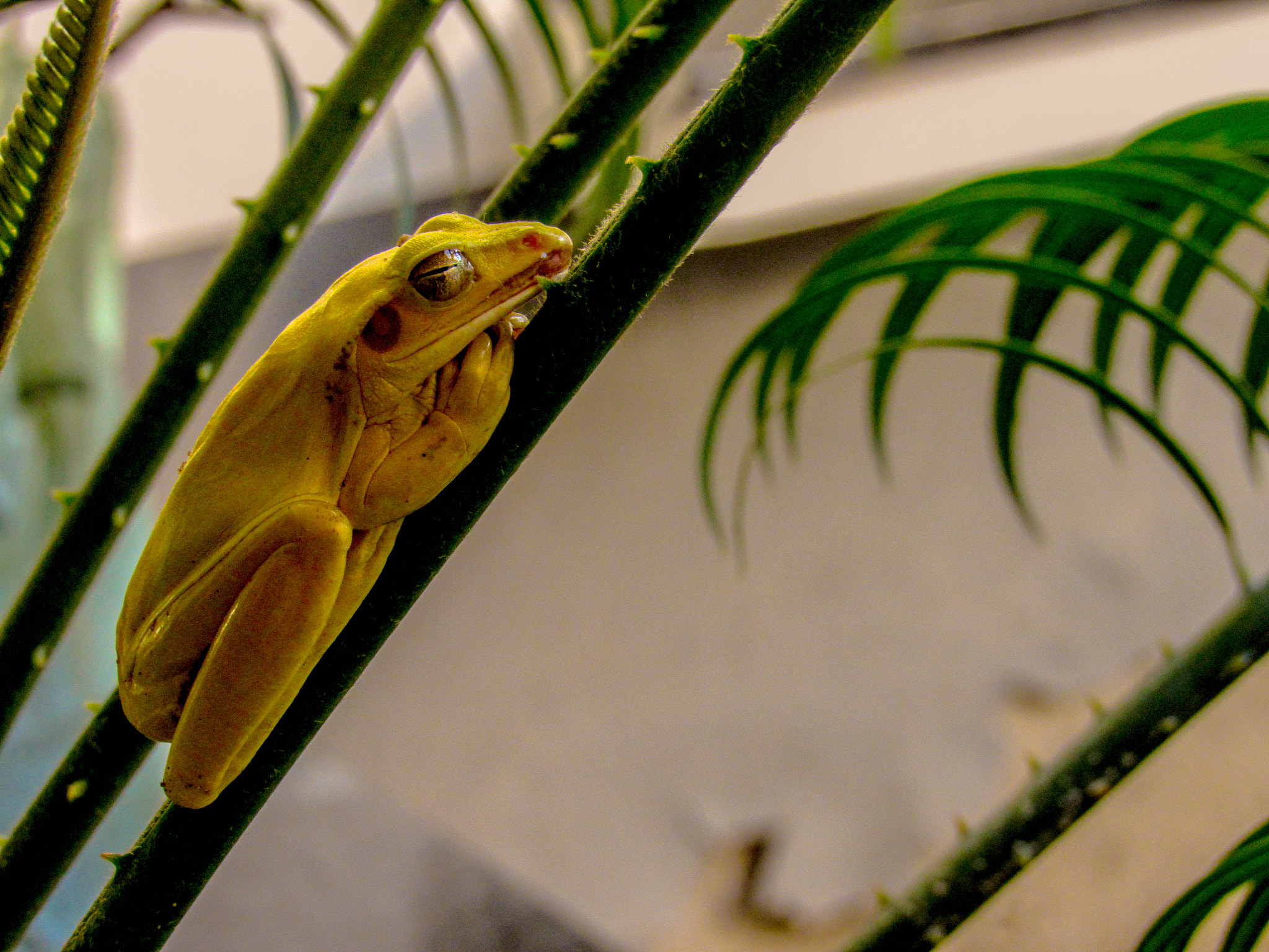 Canon PowerShot SX520 HS sample photo. Resting... photography