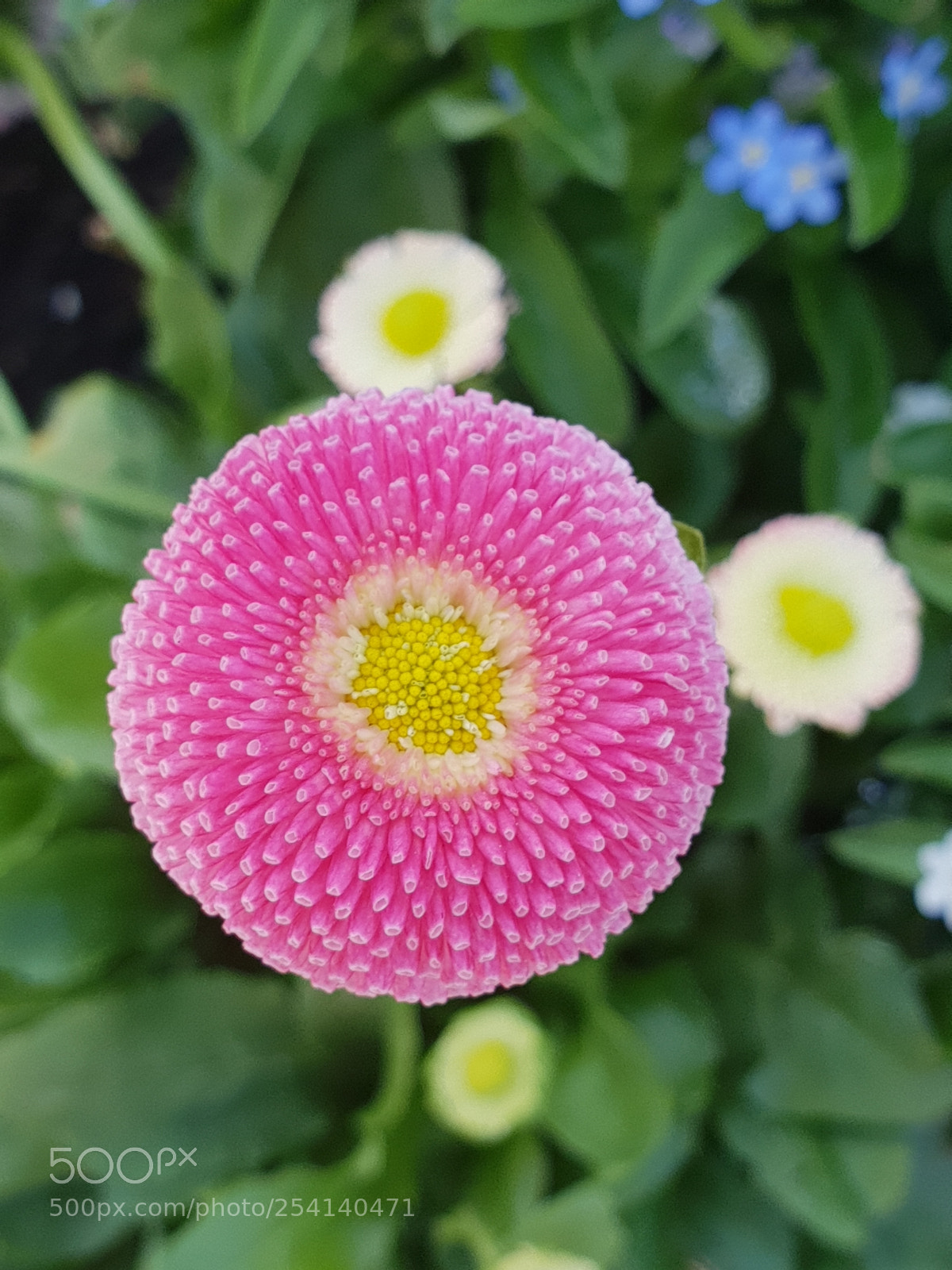 Samsung Galaxy S9+ sample photo. Untitled photography