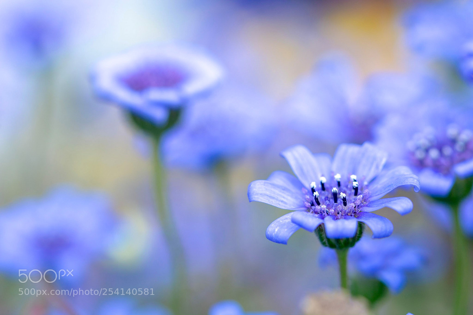 Nikon D7100 sample photo. Blueblue photography