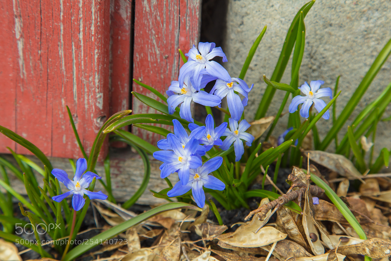 Canon EOS 5DS R sample photo. Messengers of spring photography