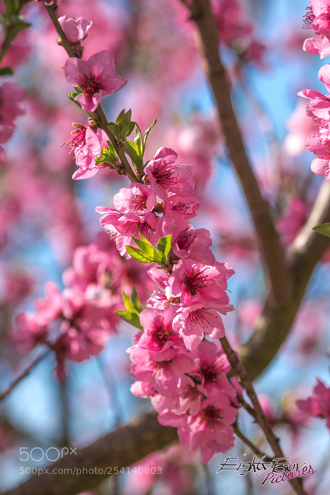 Sony ILCA-77M2 sample photo. Peach blossom photography