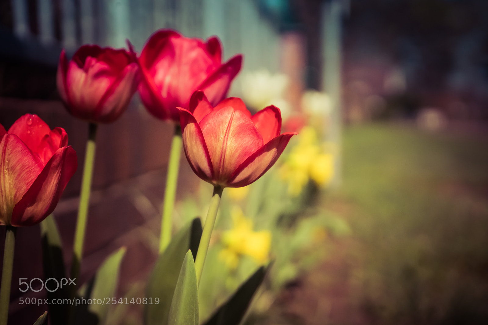 Sony a7 II sample photo. Spring life photography