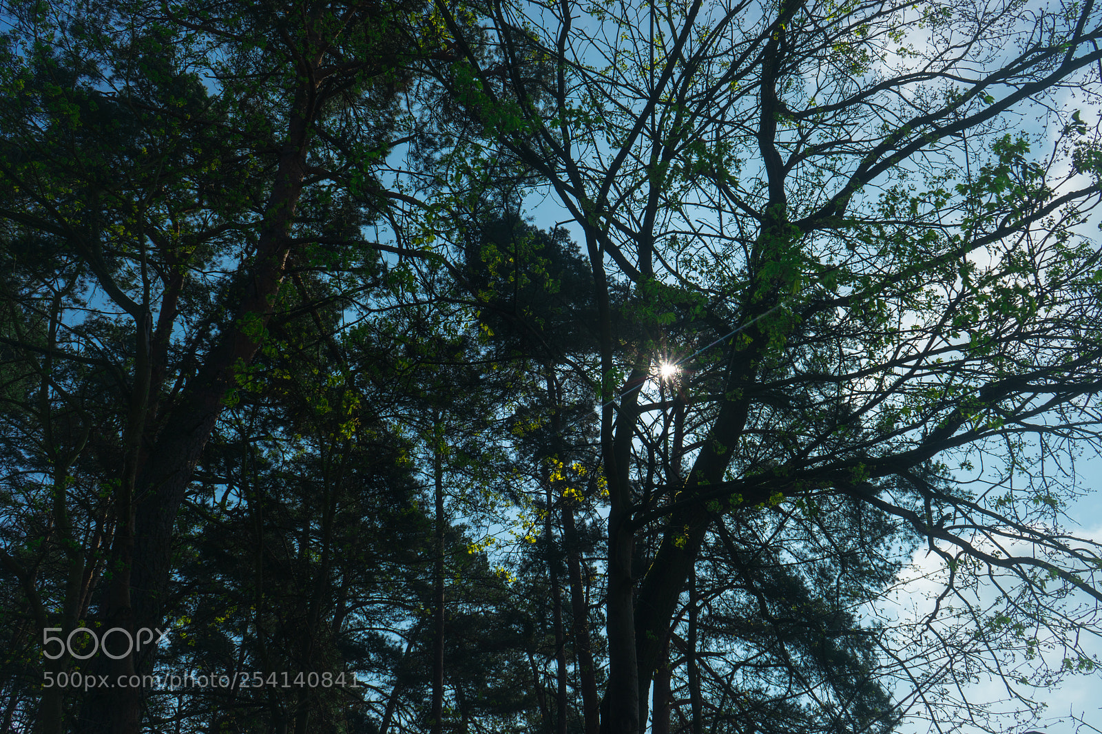 Sony a7 II sample photo. Spring life photography